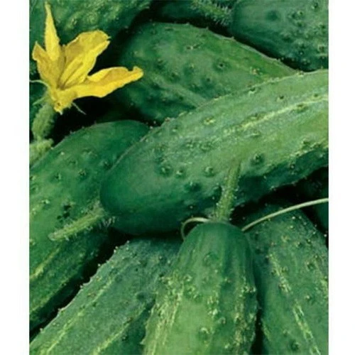 Семена Огурец Аист 2гр (МАРС) Б/П