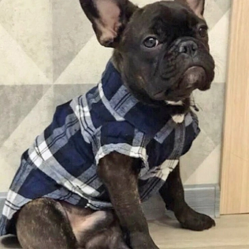 Кофта - рубашка фланелевая для мелких пород собак и кошек BRO Style, цвет синий, р L_7